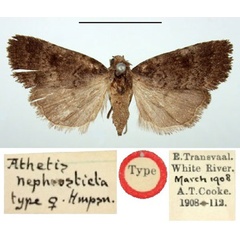 /filer/webapps/moths/media/images/N/nephrosticta_Athetis_ST_BMNH.jpg