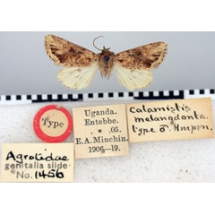 /filer/webapps/moths/media/images/M/melanodonta_Calamistis_HT_BMNH.jpg