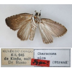 /filer/webapps/moths/media/images/P/pica_Characoma_HT_RMCA_02.jpg