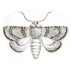 /filer/webapps/moths/media/images/M/maritima_Metopoceras_HT_Failla-8.jpg