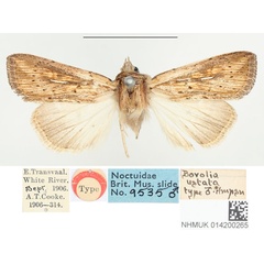 /filer/webapps/moths/media/images/U/ustata_Borolia_HT_BMNH.jpg