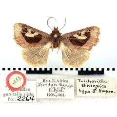 /filer/webapps/moths/media/images/E/ethiopica_Trichoridia_HT_BMNH.jpg