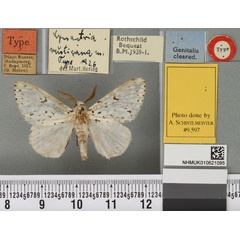/filer/webapps/moths/media/images/R/rusticana_Lymantria_HT_BMNHa.jpg