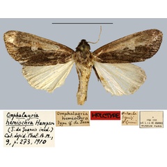 /filer/webapps/moths/media/images/H/hemiochra_Omphalagria_HT_MNHN.jpg