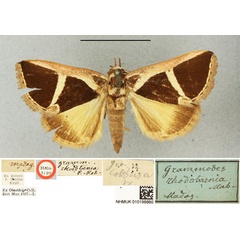 /filer/webapps/moths/media/images/R/rhodotaenia_Grammodes_HT_BMNH.jpg