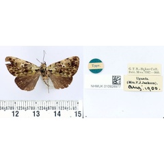 /filer/webapps/moths/media/images/M/malachitis_Labanda_HT_BMNH.jpg