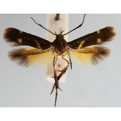 /filer/webapps/moths/media/images/S/syleuta_Eretmocera_AF_TMSA.jpg