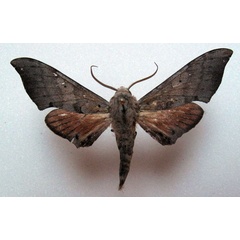 /filer/webapps/moths/media/images/T/tiro_Polyptychus_AM_Basquin_03a.jpg