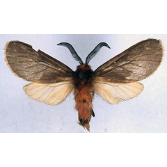 /filer/webapps/moths/media/images/C/contrasta_Metarctia_HT_BMNH_01.jpg