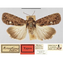 /filer/webapps/moths/media/images/M/monostigma_Opigena_HT_SNMF.jpg