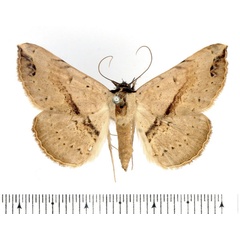 /filer/webapps/moths/media/images/M/marchalii_Maxera_AM_BMNH_02.jpg