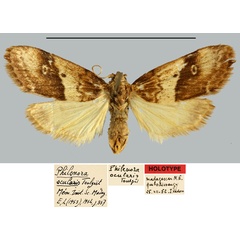 /filer/webapps/moths/media/images/O/ocularis_Philenora_HT_MNHN.jpg