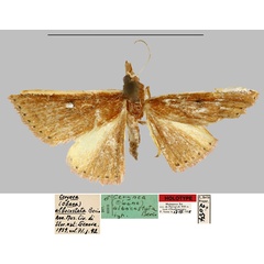 /filer/webapps/moths/media/images/A/albocostata_Cerynea_HT_MNHN.jpg