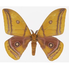 /filer/webapps/moths/media/images/A/anna_Gonimbrasia_AM_Basquina.jpg