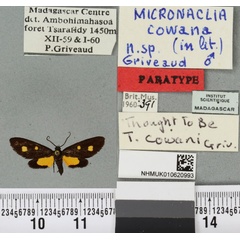 /filer/webapps/moths/media/images/C/cowani_Thyrosticta_PTM_BMNHa.jpg