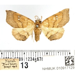 /filer/webapps/moths/media/images/A/atava_Disticta_AM_BMNH.jpg