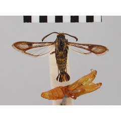 /filer/webapps/moths/media/images/T/tapeina_Chamanthedon_HT_BMNH.jpg