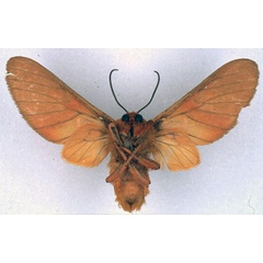 /filer/webapps/moths/media/images/S/separata_Balacra_HT_BMNH_02.jpg