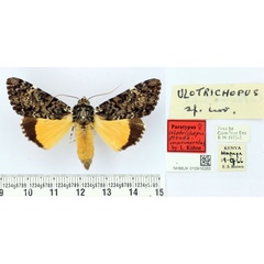 /filer/webapps/moths/media/images/P/pseudomarmoratus_Ulotrichopus_PTF_BMNH.jpg