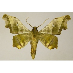 /filer/webapps/moths/media/images/S/specularia_Dioptrochasma_AM_ZSMb.jpg