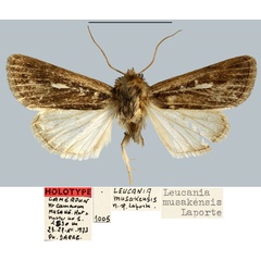 /filer/webapps/moths/media/images/M/musakensis_Leucania_HT_MNHN.jpg