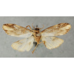 /filer/webapps/moths/media/images/M/marmorea_Eugoa_HT_NHMUKb.jpg