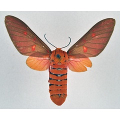 /filer/webapps/moths/media/images/F/flavimacula_Balacra_AF_NHMO.jpg
