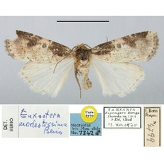 /filer/webapps/moths/media/images/M/modestissima_Euxootera_PT_BMNH.jpg