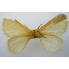 /filer/webapps/moths/media/images/F/flavicostata_Phyllalia_HT_NHMUKb.jpg