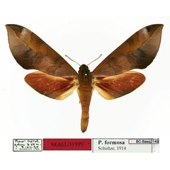 /filer/webapps/moths/media/images/F/formosa_Phylloxiphia_NAT_Basquin.jpg