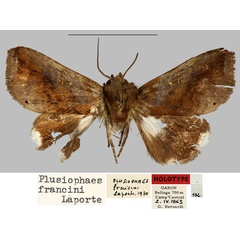 /filer/webapps/moths/media/images/F/francini_Plusiophaes_HT_MNHN.jpg