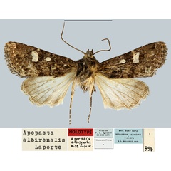 /filer/webapps/moths/media/images/A/albirenalis_Apospasta_HT_MNHN.jpg