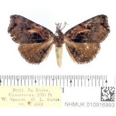 /filer/webapps/moths/media/images/P/pyrrholopha_Caryonopera_AM_BMNH.jpg