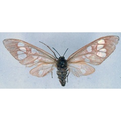 /filer/webapps/moths/media/images/C/carnea_Pseudothyretes_HT_BMNH_01.jpg