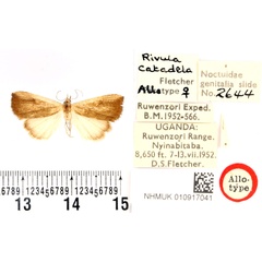 /filer/webapps/moths/media/images/C/catadela_Rivula_AT_BMNH.jpg