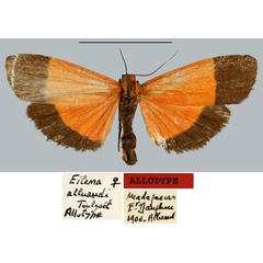 /filer/webapps/moths/media/images/A/alluaudi_Eilema_AT_MNHN.jpg
