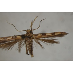 /filer/webapps/moths/media/images/P/pyrrhogramma_Stathmopoda_HT_BMNH.jpg