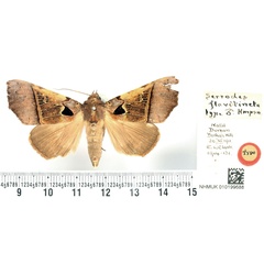 /filer/webapps/moths/media/images/F/flavitincta_Serrodes_HT_BMNH.jpg