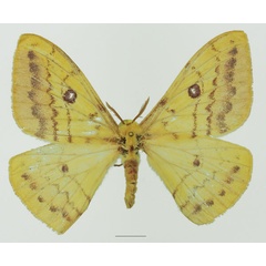 /filer/webapps/moths/media/images/H/hanningtoni_Tagoropsis_AF_Basquina.jpg