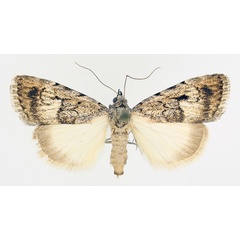 /filer/webapps/moths/media/images/P/parva_Hypotacha_AF_TMSA_02.jpg