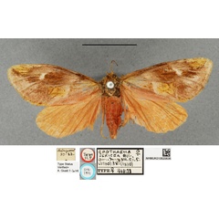/filer/webapps/moths/media/images/S/sericea_Crothaema_LT_BMNH.jpg