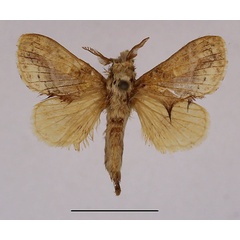 /filer/webapps/moths/media/images/M/meridionalis_Odontocheilopteryx_AM_Basquin_02.jpg