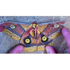 /filer/webapps/moths/media/images/M/macrops_Nudaurelia_A_Voaden_01.jpg