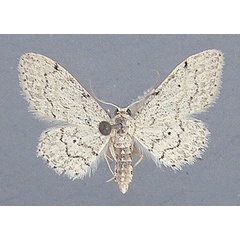 /filer/webapps/moths/media/images/N/nasifera_Idaea_AF_TMSA_02.jpg