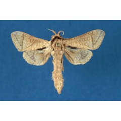/filer/webapps/moths/media/images/H/hollowayi_Haberlandia_HT_RMCA.jpg