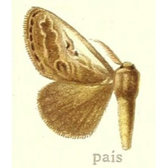 /filer/webapps/moths/media/images/P/pais_Dasychira_HT_Hering_27d.jpg