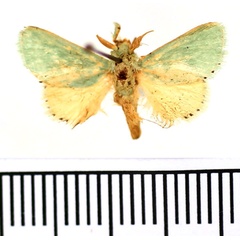 /filer/webapps/moths/media/images/H/hemichlora_Coenobasis_AM_BMNH.jpg