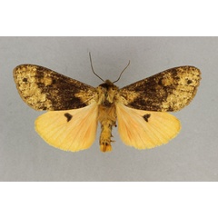 /filer/webapps/moths/media/images/W/wittei_Teracotona_AM_BMNH_01.jpg