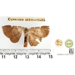 /filer/webapps/moths/media/images/S/sexmaculata_Capnodes_HT_BMNH.jpg
