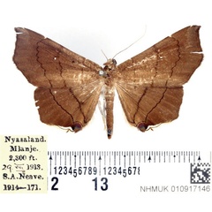 /filer/webapps/moths/media/images/N/nysa_Gracilodes_AF_BMNH.jpg